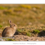 Ces lapins passent leur temps Ã  courrir les uns aprÃ¨s les autres, Ã  manger, faire leur toilette ou faire la sieste au soleil. Saison : Printemps - Lieu : HÃ¢ble d'Ault, Cayeux-sur-mer / Ault, Baie de Somme, Somme, Picardie, France