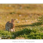 Ces lapins passent leur temps Ã  courrir les uns aprÃ¨s les autres, Ã  manger, faire leur toilette ou faire la sieste au soleil. Saison : Printemps - Lieu : HÃ¢ble d'Ault, Cayeux-sur-mer / Ault, Baie de Somme, Somme, Picardie, France