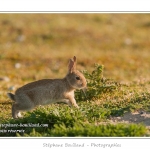 Ces lapins passent leur temps Ã  courrir les uns aprÃ¨s les autres, Ã  manger, faire leur toilette ou faire la sieste au soleil. Saison : Printemps - Lieu : HÃ¢ble d'Ault, Cayeux-sur-mer / Ault, Baie de Somme, Somme, Picardie, France