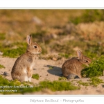 hable_lapin_09-06-2012_029-border