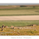 Ces lapins passent leur temps Ã  courrir les uns aprÃ¨s les autres, Ã  manger, faire leur toilette ou faire la sieste au soleil. Saison : Printemps - Lieu : HÃ¢ble d'Ault, Cayeux-sur-mer / Ault, Baie de Somme, Somme, Picardie, France