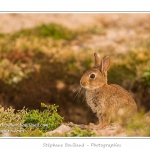 Ces lapins passent leur temps Ã  courrir les uns aprÃ¨s les autres, Ã  manger, faire leur toilette ou faire la sieste au soleil. Saison : Printemps - Lieu : HÃ¢ble d'Ault, Cayeux-sur-mer / Ault, Baie de Somme, Somme, Picardie, France