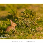 Ces lapins passent leur temps Ã  courrir les uns aprÃ¨s les autres, Ã  manger, faire leur toilette ou faire la sieste au soleil. Saison : Printemps - Lieu : HÃ¢ble d'Ault, Cayeux-sur-mer / Ault, Baie de Somme, Somme, Picardie, France