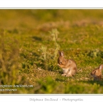 Ces lapins passent leur temps Ã  courrir les uns aprÃ¨s les autres, Ã  manger, faire leur toilette ou faire la sieste au soleil. Saison : Printemps - Lieu : HÃ¢ble d'Ault, Cayeux-sur-mer / Ault, Baie de Somme, Somme, Picardie, France