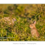 Ces lapins passent leur temps Ã  courrir les uns aprÃ¨s les autres, Ã  manger, faire leur toilette ou faire la sieste au soleil. Saison : Printemps - Lieu : HÃ¢ble d'Ault, Cayeux-sur-mer / Ault, Baie de Somme, Somme, Picardie, France