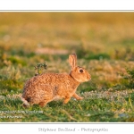 Ces lapins passent leur temps Ã  courrir les uns aprÃ¨s les autres, Ã  manger, faire leur toilette ou faire la sieste au soleil. Saison : Printemps - Lieu : HÃ¢ble d'Ault, Cayeux-sur-mer / Ault, Baie de Somme, Somme, Picardie, France