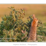 Ces lapins passent leur temps Ã  courrir les uns aprÃ¨s les autres, Ã  manger, faire leur toilette ou faire la sieste au soleil. Saison : Printemps - Lieu : HÃ¢ble d'Ault, Cayeux-sur-mer / Ault, Baie de Somme, Somme, Picardie, France