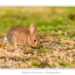 Ces lapins passent leur temps Ã  courrir les uns aprÃ¨s les autres, Ã  manger, faire leur toilette ou faire la sieste au soleil. Saison : Printemps - Lieu : HÃ¢ble d'Ault, Cayeux-sur-mer / Ault, Baie de Somme, Somme, Picardie, France