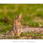 Ces lapins passent leur temps Ã  courrir les uns aprÃ¨s les autres, Ã  manger, faire leur toilette ou faire la sieste au soleil. Saison : Printemps - Lieu : HÃ¢ble d'Ault, Cayeux-sur-mer / Ault, Baie de Somme, Somme, Picardie, France