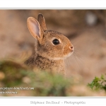 Ces lapins passent leur temps Ã  courrir les uns aprÃ¨s les autres, Ã  manger, faire leur toilette ou faire la sieste au soleil. Saison : Printemps - Lieu : HÃ¢ble d'Ault, Cayeux-sur-mer / Ault, Baie de Somme, Somme, Picardie, France