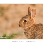 Ces lapins passent leur temps Ã  courrir les uns aprÃ¨s les autres, Ã  manger, faire leur toilette ou faire la sieste au soleil. Saison : Printemps - Lieu : HÃ¢ble d'Ault, Cayeux-sur-mer / Ault, Baie de Somme, Somme, Picardie, France