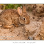 Ces lapins passent leur temps Ã  courrir les uns aprÃ¨s les autres, Ã  manger, faire leur toilette ou faire la sieste au soleil. Saison : Printemps - Lieu : HÃ¢ble d'Ault, Cayeux-sur-mer / Ault, Baie de Somme, Somme, Picardie, France