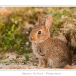 Ces lapins passent leur temps Ã  courrir les uns aprÃ¨s les autres, Ã  manger, faire leur toilette ou faire la sieste au soleil. Saison : Printemps - Lieu : HÃ¢ble d'Ault, Cayeux-sur-mer / Ault, Baie de Somme, Somme, Picardie, France