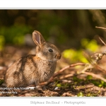 Le hÃ¢ble d'Ault abrite une grande population de lapins. Si les adultes sont farouches et ne peuvent Ãªtre observÃ©s que de loin, les jeunes lapereaux ressortent rapidement du terrier et viennent faire la sieste au soleil ou grignoter l'herbe. Saison : Printemps - Lieu : HÃ¢ble d'Ault, Cayeux-sur-mer / Ault, Baie de Somme, Somme, Picardie, France