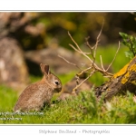 Le hÃ¢ble d'Ault abrite une grande population de lapins. Si les adultes sont farouches et ne peuvent Ãªtre observÃ©s que de loin, les jeunes lapereaux ressortent rapidement du terrier et viennent faire la sieste au soleil ou grignoter l'herbe. Saison : Printemps - Lieu : HÃ¢ble d'Ault, Cayeux-sur-mer / Ault, Baie de Somme, Somme, Picardie, France