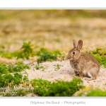 Lapin de garenne ou lapin commun (Oryctolagus cuniculus) - Saison : Printemps - Lieu : HÃ¢ble d'Ault, Cayeux-sur-mer / Ault, Baie de Somme, Somme, Picardie, France