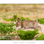 Lapin de garenne ou lapin commun (Oryctolagus cuniculus) - Saison : Printemps - Lieu : HÃ¢ble d'Ault, Cayeux-sur-mer / Ault, Baie de Somme, Somme, Picardie, France