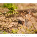 Lapin de garenne ou lapin commun (Oryctolagus cuniculus) - Saison : Printemps - Lieu : HÃ¢ble d'Ault, Cayeux-sur-mer / Ault, Baie de Somme, Somme, Picardie, France