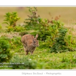 Lapin de garenne ou lapin commun (Oryctolagus cuniculus) - Saison : Printemps - Lieu : HÃ¢ble d'Ault, Cayeux-sur-mer / Ault, Baie de Somme, Somme, Picardie, France