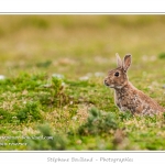 Lapin de garenne ou lapin commun (Oryctolagus cuniculus) - Saison : Printemps - Lieu : HÃ¢ble d'Ault, Cayeux-sur-mer / Ault, Baie de Somme, Somme, Picardie, France