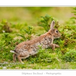 Lapin de garenne ou lapin commun (Oryctolagus cuniculus) - Saison : Printemps - Lieu : HÃ¢ble d'Ault, Cayeux-sur-mer / Ault, Baie de Somme, Somme, Picardie, France