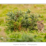 Lapin de garenne ou lapin commun (Oryctolagus cuniculus) - Saison : Printemps - Lieu : HÃ¢ble d'Ault, Cayeux-sur-mer / Ault, Baie de Somme, Somme, Picardie, France