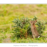 Lapin de garenne ou lapin commun (Oryctolagus cuniculus) - Saison : Printemps - Lieu : HÃ¢ble d'Ault, Cayeux-sur-mer / Ault, Baie de Somme, Somme, Picardie, France