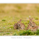 Lapin de garenne ou lapin commun (Oryctolagus cuniculus) - Saison : Printemps - Lieu : HÃ¢ble d'Ault, Cayeux-sur-mer / Ault, Baie de Somme, Somme, Picardie, France