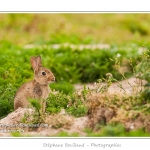 Lapin de garenne ou lapin commun (Oryctolagus cuniculus) - Saison : Printemps - Lieu : HÃ¢ble d'Ault, Cayeux-sur-mer / Ault, Baie de Somme, Somme, Picardie, France