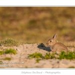 Lapereaux et lapins au HÃ¢ble d'Ault - Saison : Printemps - Lieu : HÃ¢ble d'Ault, Cayeux-sur-mer / Ault, Baie de Somme, Somme, Picardie, France