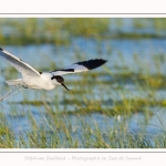 Avocette_02_07_2016_006-border