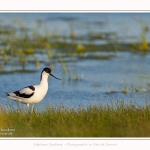 Avocette_02_07_2016_007-border