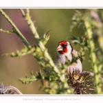 Chardonneret_02_07_2016_001-border