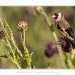 Chardonneret_02_07_2016_002-border