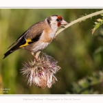 Chardonneret_02_07_2016_006-border