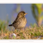 Pipit_farlouse_02_07_2016_001-border