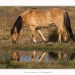 Chevaux_Henson_23_03_2015_001-border.jpg
