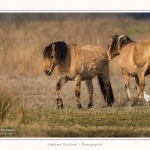 Chevaux_Henson_23_03_2015_002-border.jpg