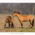 Chevaux_Henson_23_03_2015_004-border.jpg