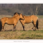 Chevaux_Henson_23_03_2015_005-border.jpg