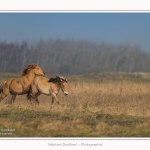 Chevaux_Henson_23_03_2015_006-border.jpg