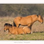 Chevaux_Henson_23_03_2015_007-border.jpg