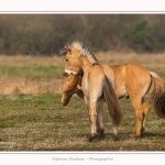 Chevaux_Henson_23_03_2015_009-border.jpg