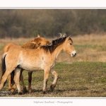 Chevaux_Henson_23_03_2015_010-border.jpg