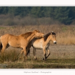 Chevaux_Henson_23_03_2015_013-border.jpg