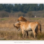 Chevaux_Henson_23_03_2015_014-border.jpg