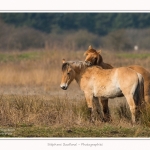 Chevaux_Henson_23_03_2015_015-border.jpg