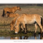 Chevaux_Henson_23_03_2015_016-border.jpg