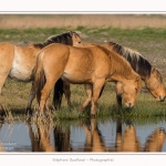 Chevaux_Henson_23_03_2015_017-border.jpg