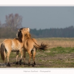 Chevaux_Henson_23_03_2015_018-border.jpg